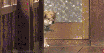 012e318169b395de42dfd813d87d0170.gif