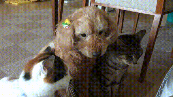 0a5efafe62d1b88ce7e2e2db385b1f7e.gif