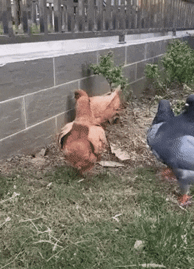 0ba33c77fa305adff0d1c6cb7658be85.gif