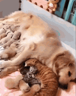 0bae658795938e475a8931cfaa8d39eb.gif