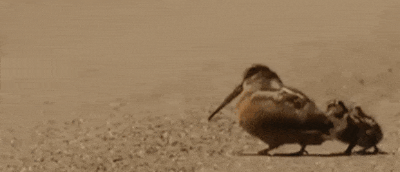 1664a7bc76ea7b595e5e2391c6d07c75.gif