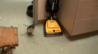 1abc220dab4d2f28ce0e017ec7d9492e.gif