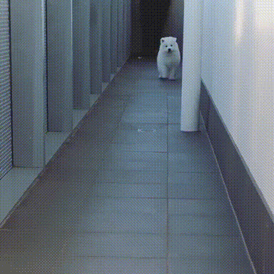 1baead449a234b0e46af8c3c13afd216.gif