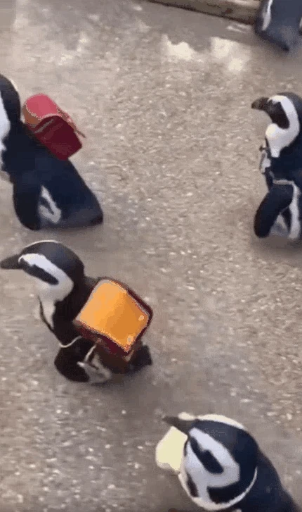 1c3a252e786ebf78b34703040598498d..gif
