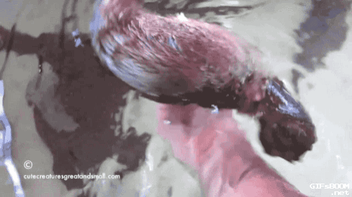 2426042b4a02199d7b9501c0a5186110.gif