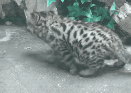 27747b938965454cb683e3fdd94052ac.gif