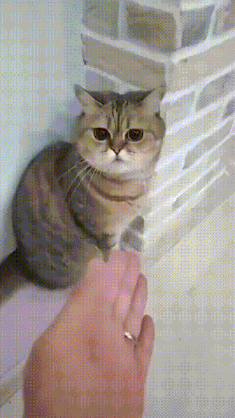 282dbb830e45f379b6b315f114febdee.gif
