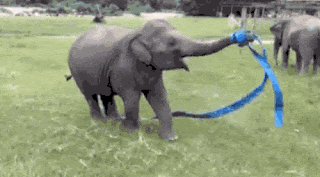 294d3046c0887fd8ea263066012e947b.gif
