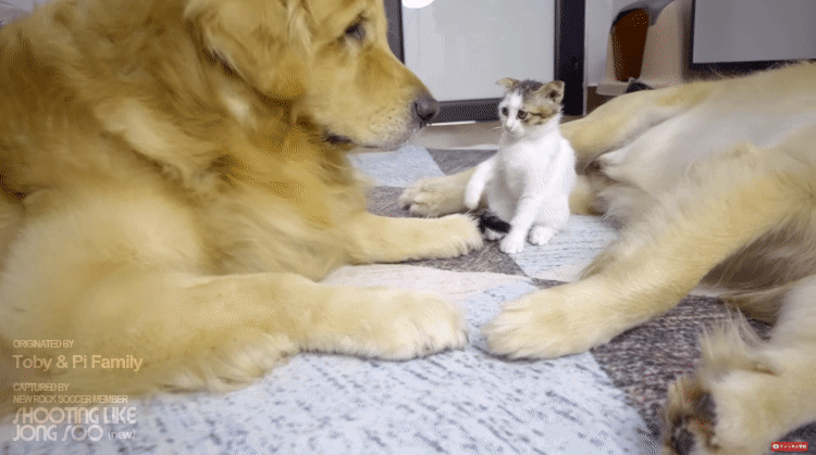299d9aeb75eeae3eb41f8912ce88e199.gif