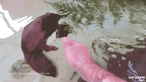 2e5e334718112421be4f08b9b733fb6a.gif