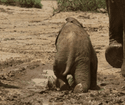 31ca811059e614ca59ec7c23312cd53a.gif