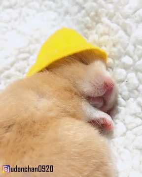 33428f9fb1680835d4a514b6482d41c1.gif