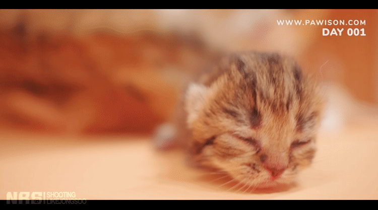 33c90050c232abbc3c43c4cf816f17c2.gif