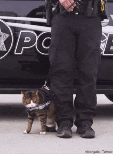36756e434e5966715a21a2bb3879a73d.gif