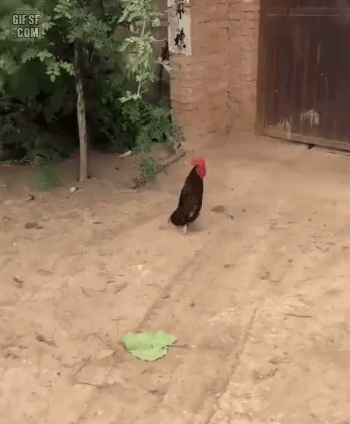 3721c2811bab27b4d356d0c2193eb003.gif