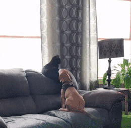 39ba6a3c8968aa77e42d5009b6fdcaad.gif