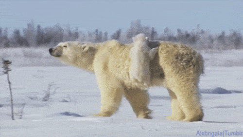 39f35eac5b358dd1151fdebd1c8387fe.gif