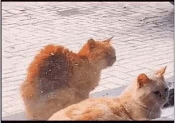 42143fc10d8649a1aa2b21b68f7be375.gif