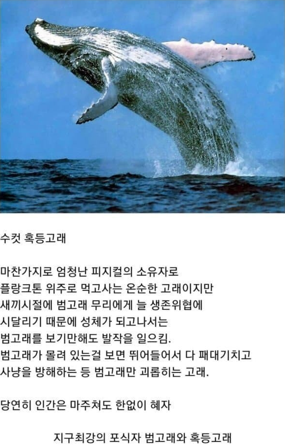 4284a22c90d15fcdd437ce2df713580e.png