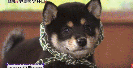 46e98d2b927c5ba5775ddd89ca6f6bbe.gif