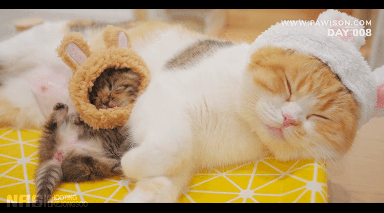 48546ad332c6c3fcd9f794fcba74a2a8.gif