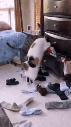 4d7a6fc38320281c88c6dd8a392204a2.gif