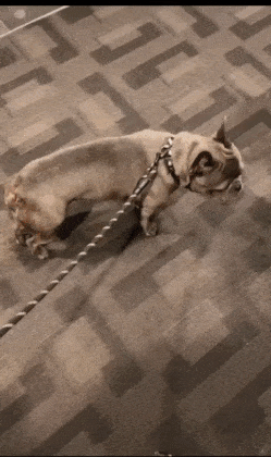 4e12212752ca945f729bf3e48541b86c.gif