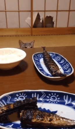 4ff6787e8db0ec2dc10e4c1a968b25e8.gif