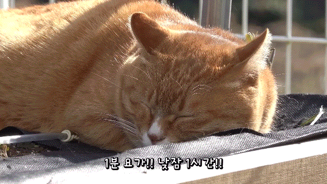 52fcf4b2b97f21d6bede774c4304fdeb.gif