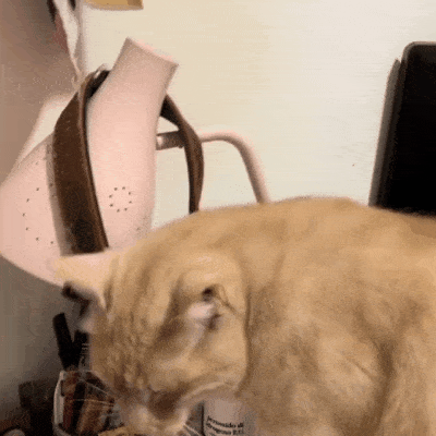 57798f1909108a6074954e1197f9acce.gif