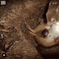 5794ff32f3014a2d3cc423dfa0776e87.gif