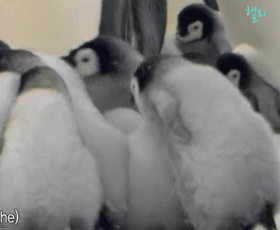 57a53b9a44906e7ec7319efbe55b0953.gif