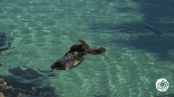 57ef53049fd6da369d7c852fd4f2cf5f.gif