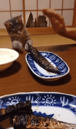 59743900cfc81a50bff55e81d3731fec.gif