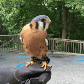 5ac5852d105984d9129085856650442e.gif