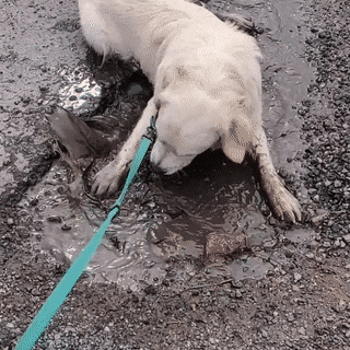 65bbec02342a220a1f9c778f6017a65a.gif