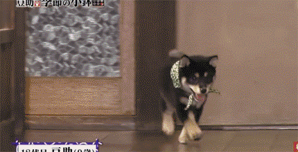 6869fa47344a2ea98ae89bdf29712aa4.gif