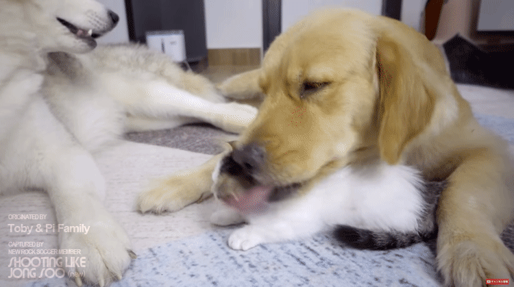 68f8ad47bd83860098137ceebcf28782.gif
