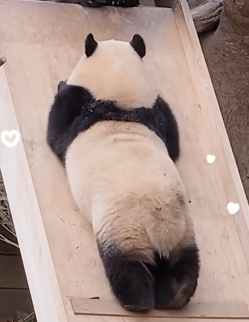 6bfb2b188d2795854e7337691a305a23.gif
