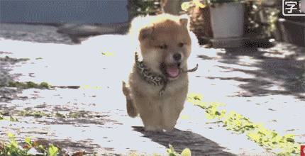 702d42be48d7fc51db8357dc039e3542.gif