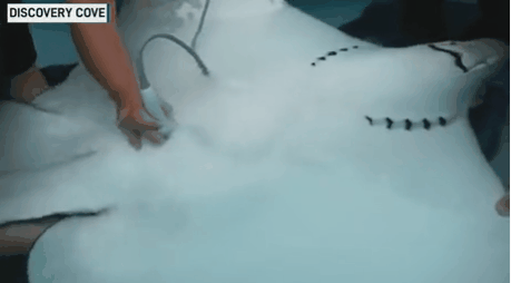 74079b9df3f3646432c27601969e2525.gif