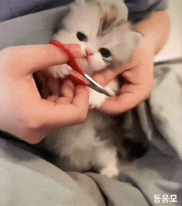 74acd277b47f774e604139358ae97900.gif