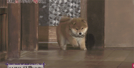 74f113f28fddf5b779eb38af65e66b36.gif