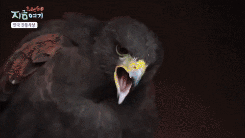 7748c22bfe194c742a8df32053bf1c10.gif
