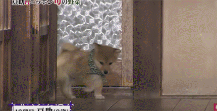 7772d168f74fef10f8ba0b8014a5c713.gif