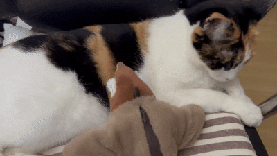 77f6ed749ddfa3d2a135eac9943e3a5f.gif