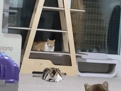 787f7be73c5cf11d7f95005694fdb12c.gif