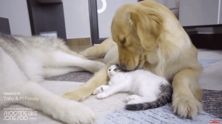 801ac063f5425d9b71a52ad6eec5bdb2.gif