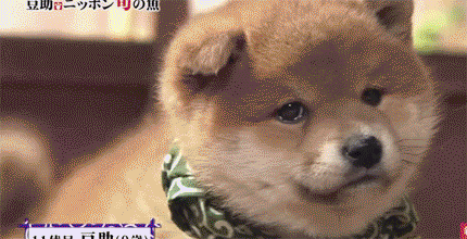 82b03011bfcf909f82ee1137d31370ae.gif