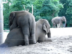 83e6aab051c257558cf8043b2de2bb66.gif